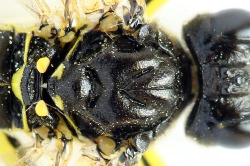 Tenthredo temula