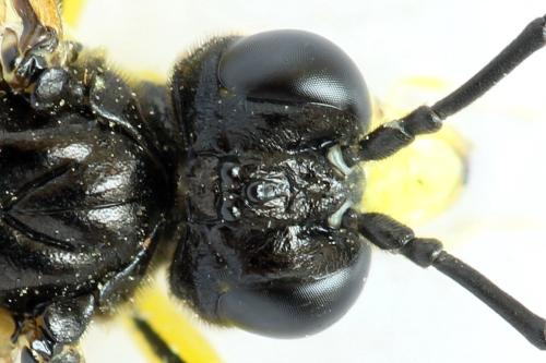 Réf. 313 138 : Tenthredo temula