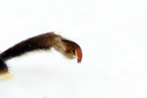 Tenthredo temula