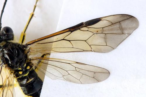 Tenthredo temula