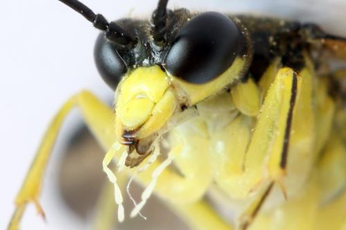 Tenthredo temula