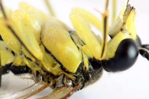 Tenthredo temula