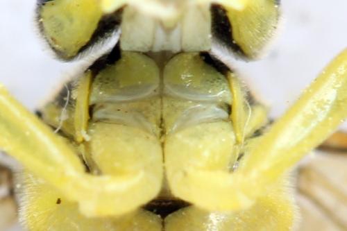Tenthredo temula
