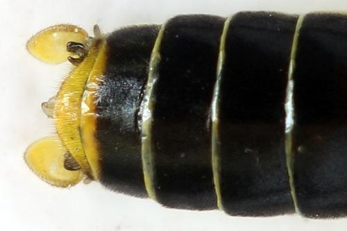 Tenthredo temula