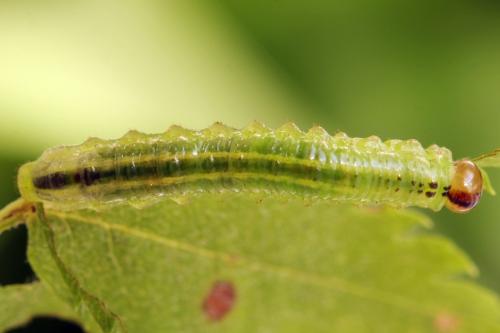 Arge ustulata