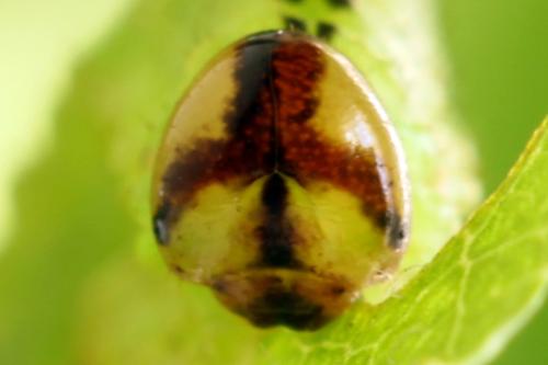 Arge ustulata