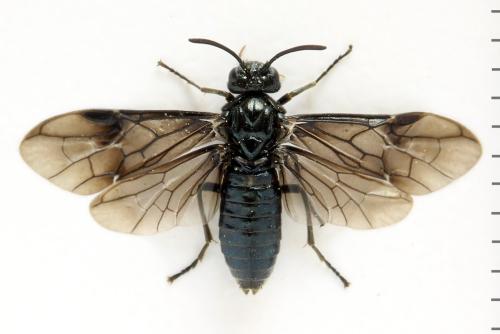Arge nigripes