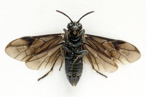 Arge nigripes
