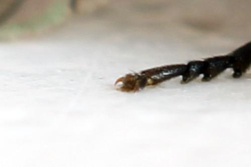 Arge nigripes