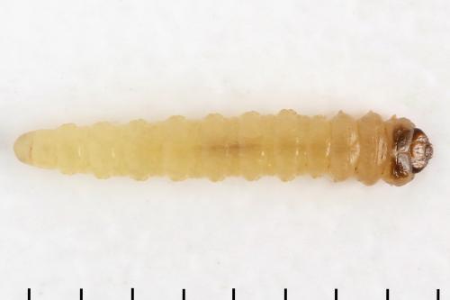 Réf. 313 740 : Heterarthrus microcephalus