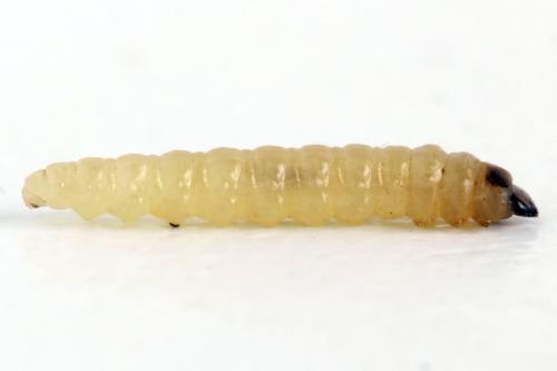 Réf. 313 741 : Heterarthrus microcephalus