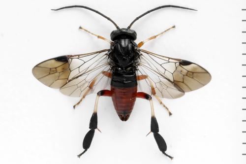Nematus septentrionalis
