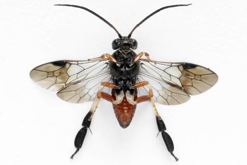 Réf. 313 401 : Nematus septentrionalis