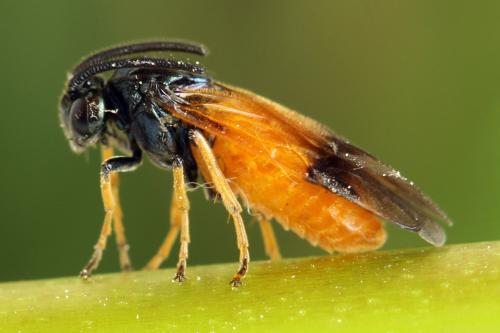 Arge cyanocrocea