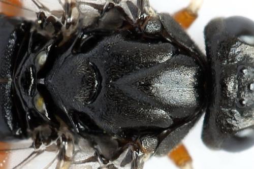 Nematus septentrionalis