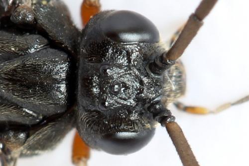 Nematus septentrionalis