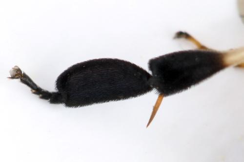 Nematus septentrionalis