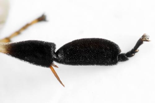 Réf. 313 406 : Nematus septentrionalis