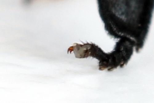 Nematus septentrionalis