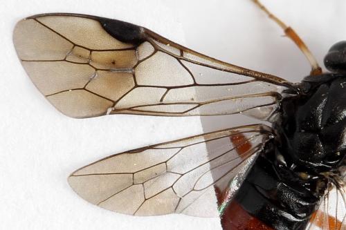 Nematus septentrionalis