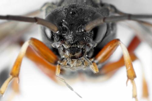 Nematus septentrionalis