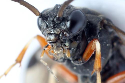 Nematus septentrionalis