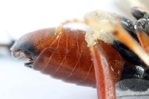 Nematus septentrionalis