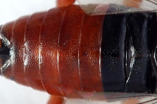 Nematus septentrionalis