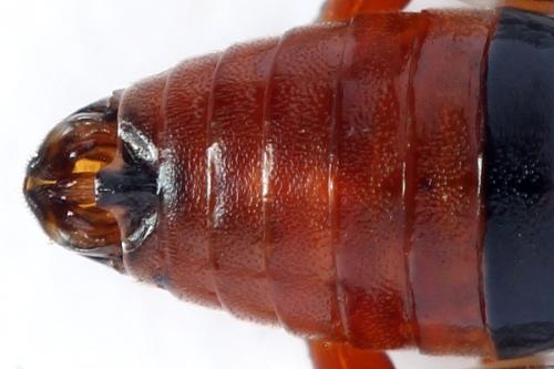 Nematus septentrionalis
