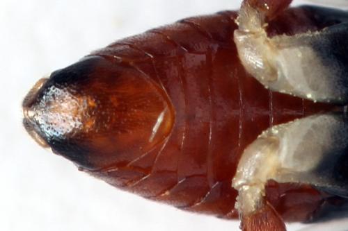 Nematus septentrionalis