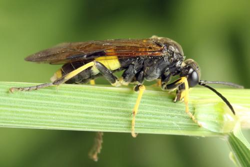 Réf. 313 175 : Tenthredo temula