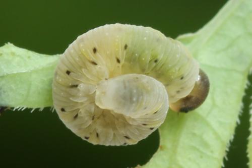 Réf. 313 698 : Tenthredo crassa