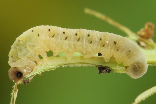 Réf. 313 699 : Tenthredo crassa