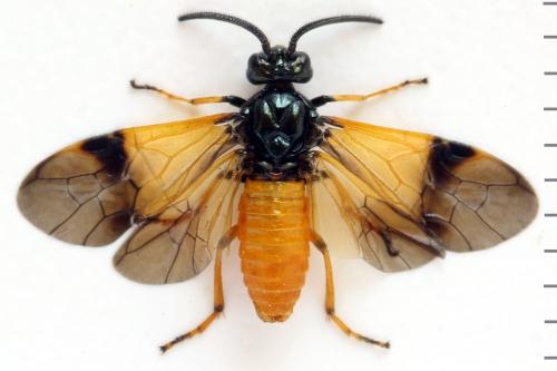 Arge cyanocrocea