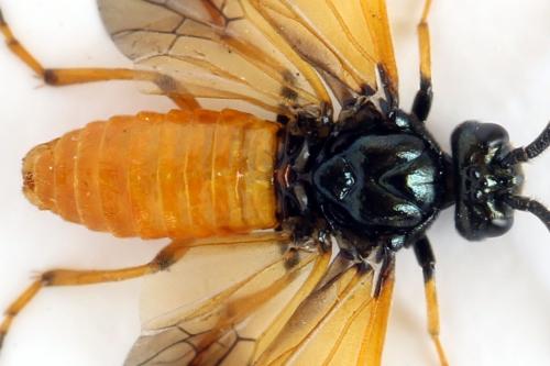 Arge cyanocrocea