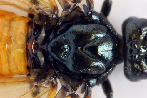 Arge cyanocrocea