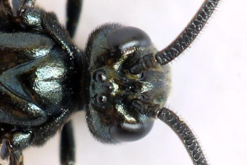 Réf. 313 359 : Arge cyanocrocea