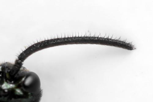 Réf. 313 360 : Arge cyanocrocea