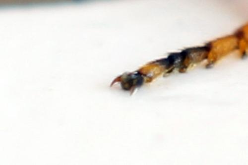 Réf. 313 361 : Arge cyanocrocea