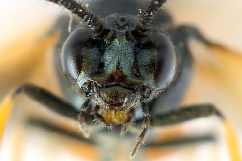 Arge cyanocrocea