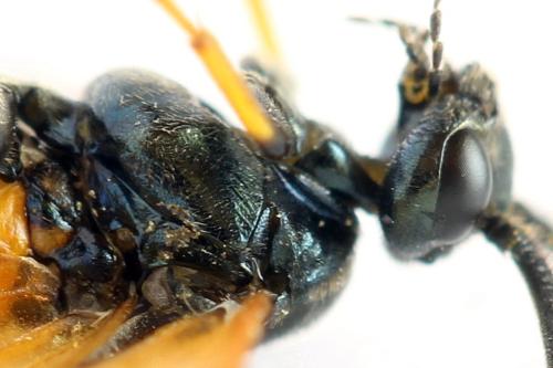 Réf. 313 368 : Arge cyanocrocea
