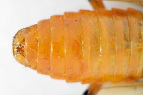 Arge cyanocrocea