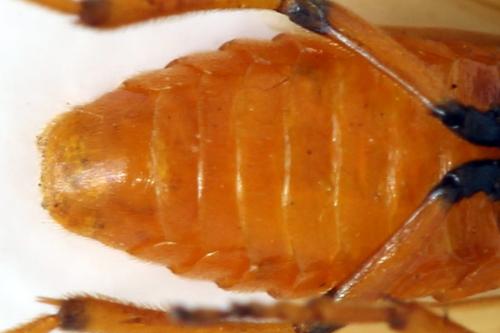 Réf. 313 370 : Arge cyanocrocea