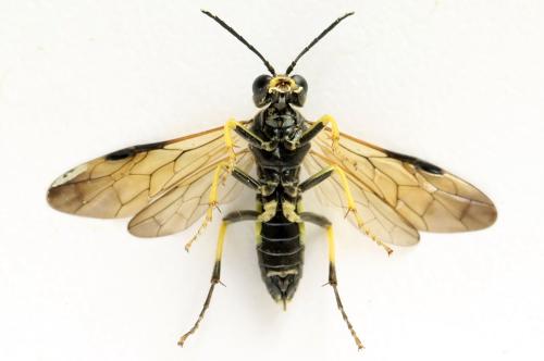 Tenthredo temula