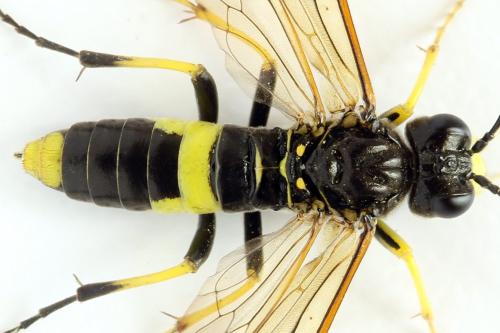 Tenthredo temula