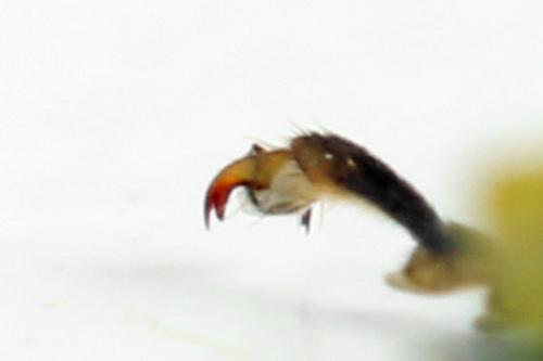 Tenthredo temula