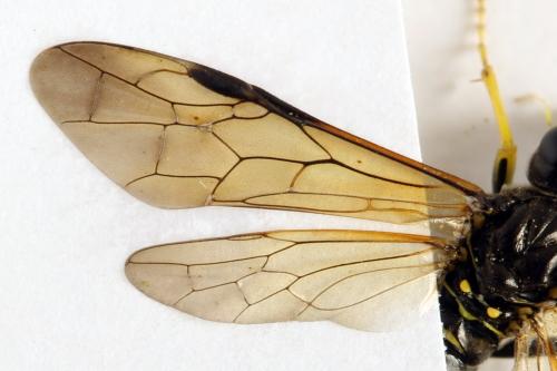 Tenthredo temula