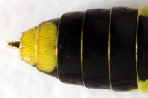 Réf. 313 199 : Tenthredo temula