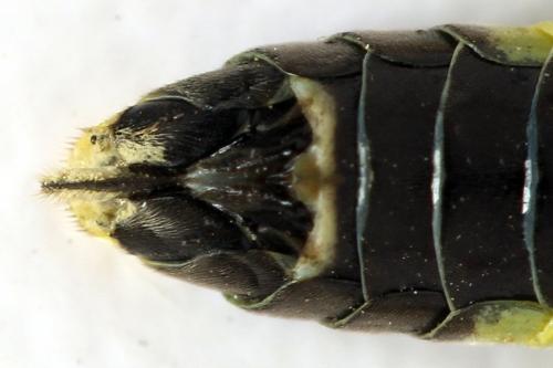 Réf. 313 200 : Tenthredo temula
