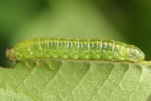 Réf. 313 593 : Arge ustulata